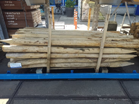 Kastanje palen kop 10-12 160 CM